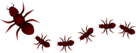 Ants
